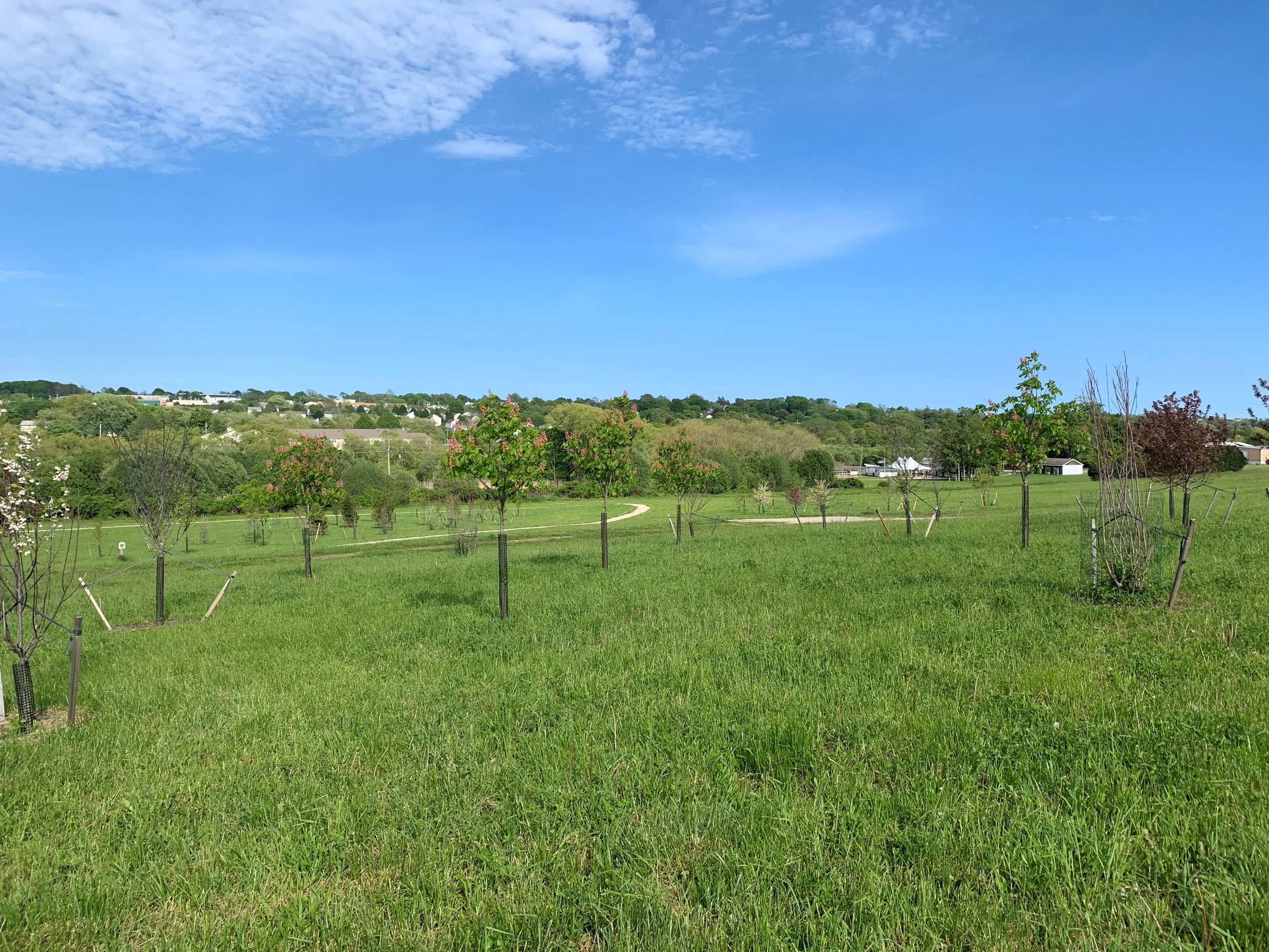 horse chestnut tree in valley