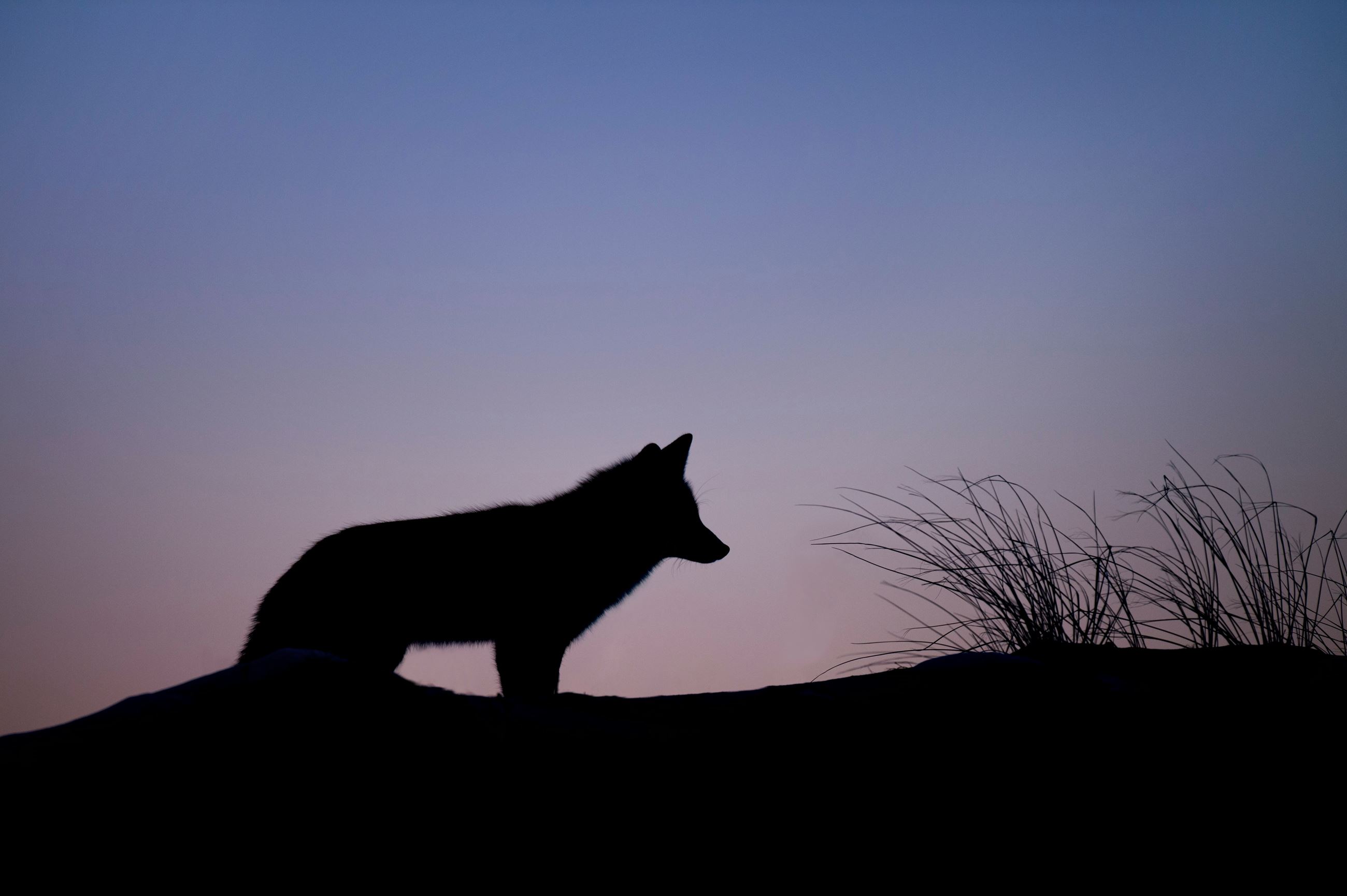 Coyote At Dusk