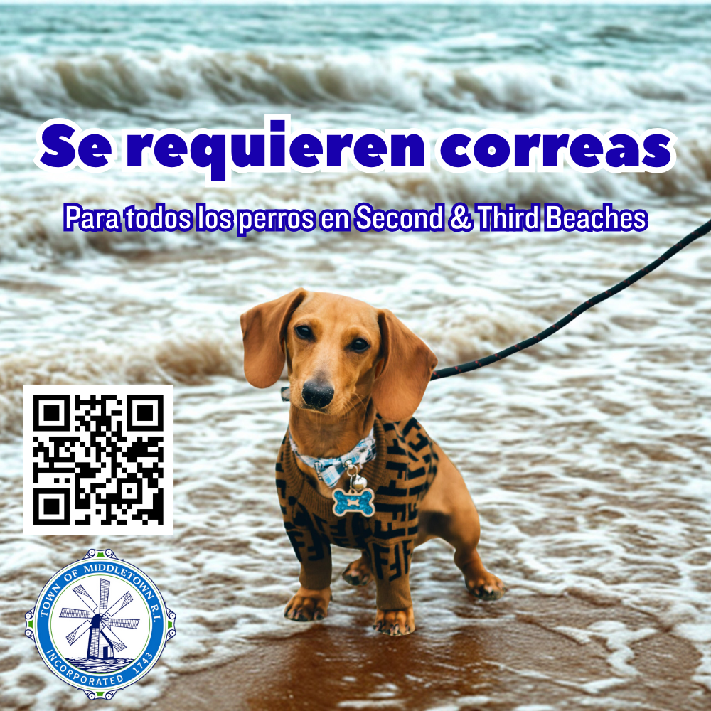 Dog Walking In Middletown Graphic Pooch Standing In Surf 10725 Spanish