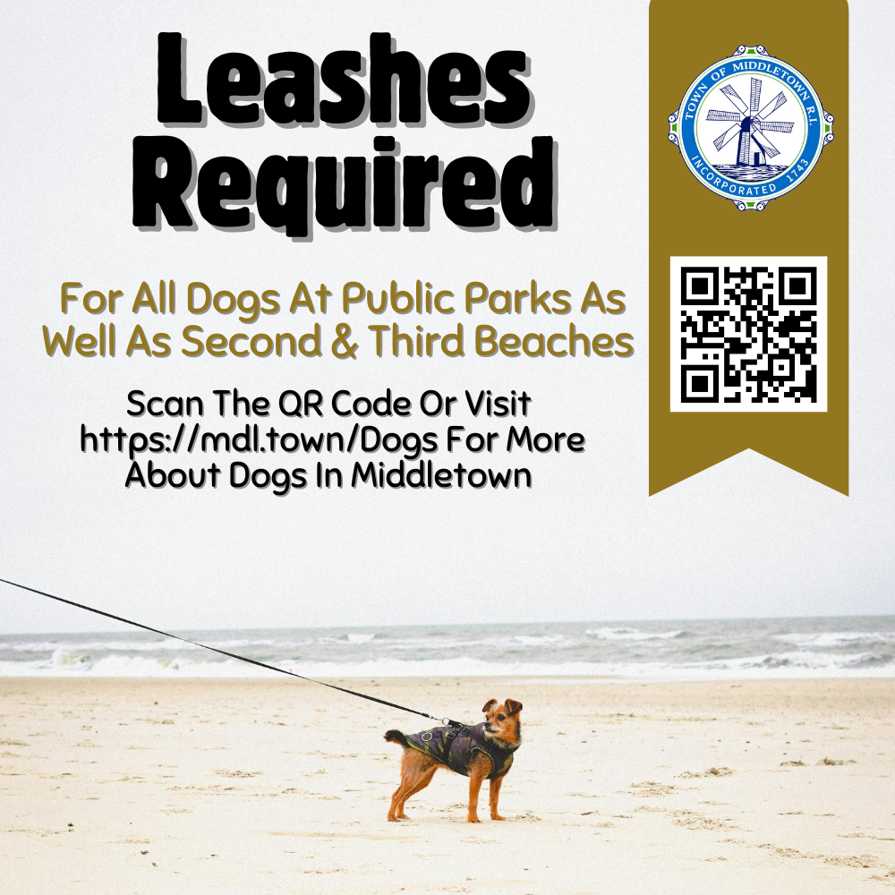 Leashes Small Doggie With Leash At Beach On White Background 11325