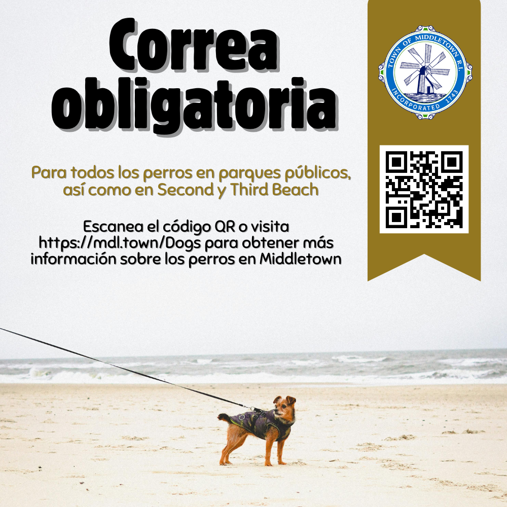 Leashes Small Doggie With Leash At Beach On White Background 11325 Spanish