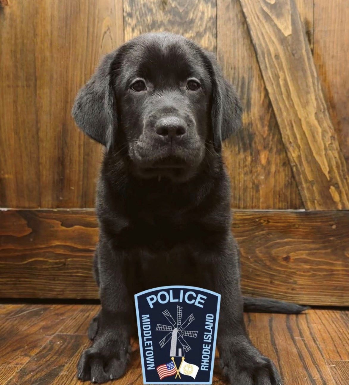 Comfort K9 Luke Saying Hello