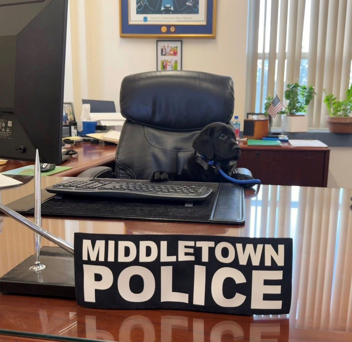 Comfort K9 Luke Reporting For Duty